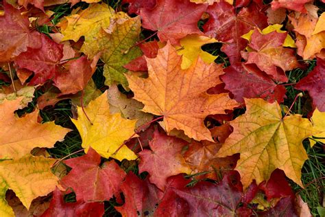 Autumn leaves autumn leaves. Things To Know About Autumn leaves autumn leaves. 